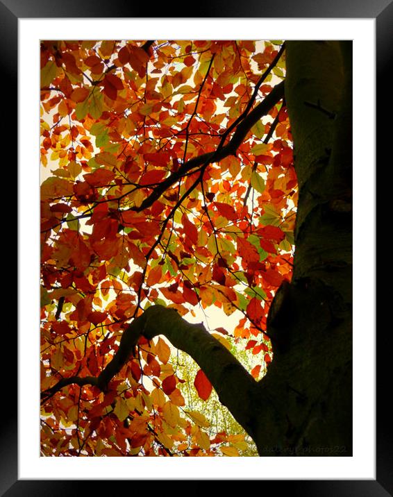 FALL 2 Framed Mounted Print by dale rys (LP)