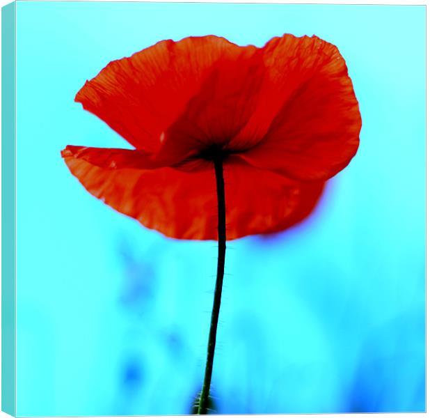 Red Poppy Canvas Print by Jed Pearson