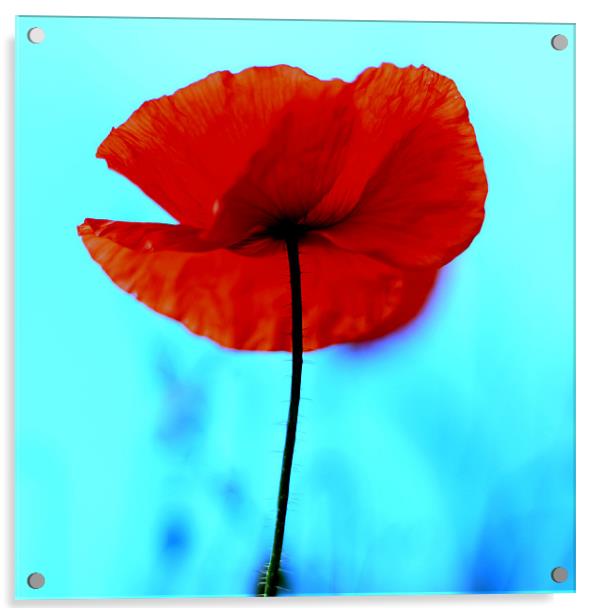 Red Poppy Acrylic by Jed Pearson