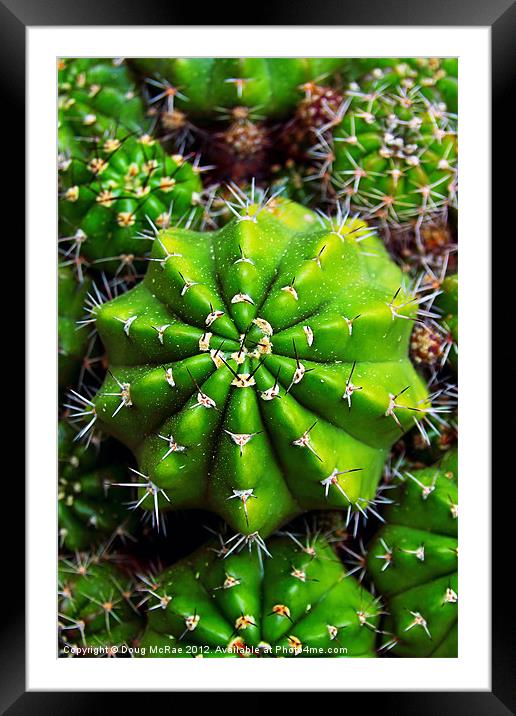 Cactus Framed Mounted Print by Doug McRae