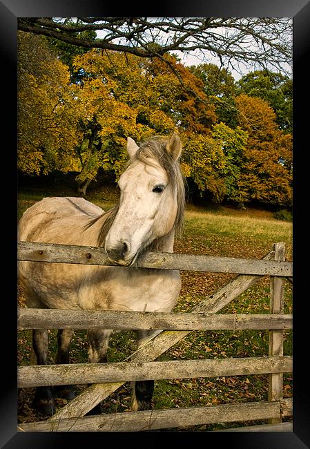 White Horse by a Gate Framed Print by Jacqi Elmslie