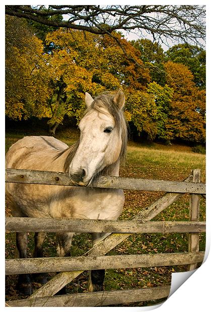 White Horse by a Gate Print by Jacqi Elmslie