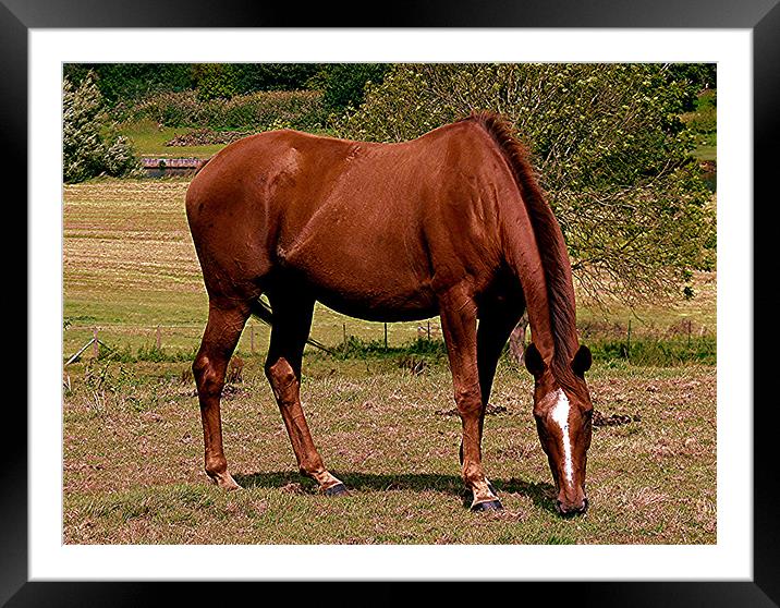 Horse Scene in Kent Framed Mounted Print by Reg Dobson