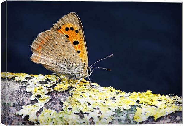 SMALL COPPER BUTTERFLY Canvas Print by Anthony R Dudley (LRPS)