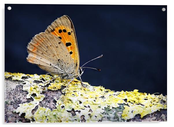 SMALL COPPER BUTTERFLY Acrylic by Anthony R Dudley (LRPS)
