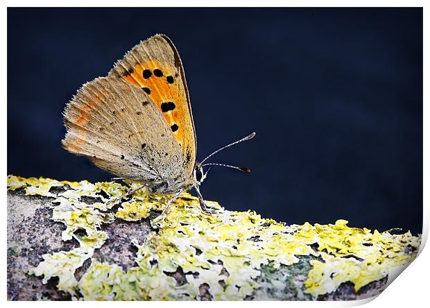 SMALL COPPER BUTTERFLY Print by Anthony R Dudley (LRPS)
