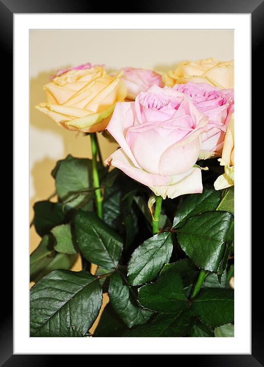 fresh cut banch roses pink yellow Framed Mounted Print by Nataliya Lazaryeva