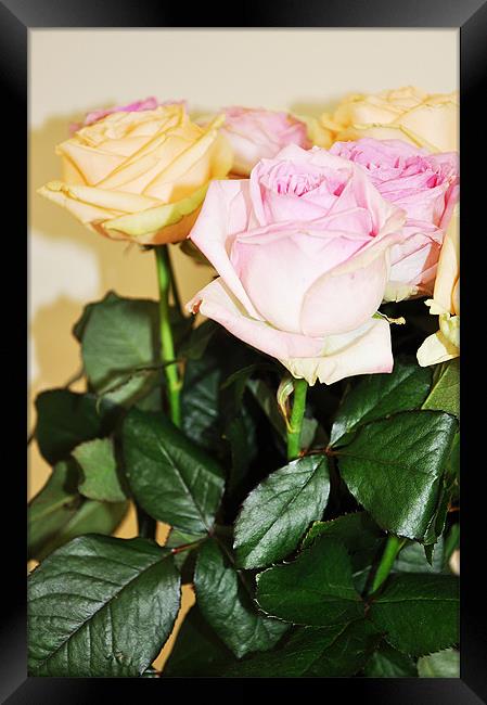 fresh cut banch roses pink yellow Framed Print by Nataliya Lazaryeva