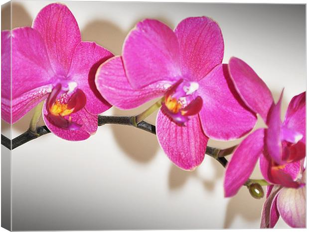 orchid cute pink Canvas Print by Nataliya Lazaryeva