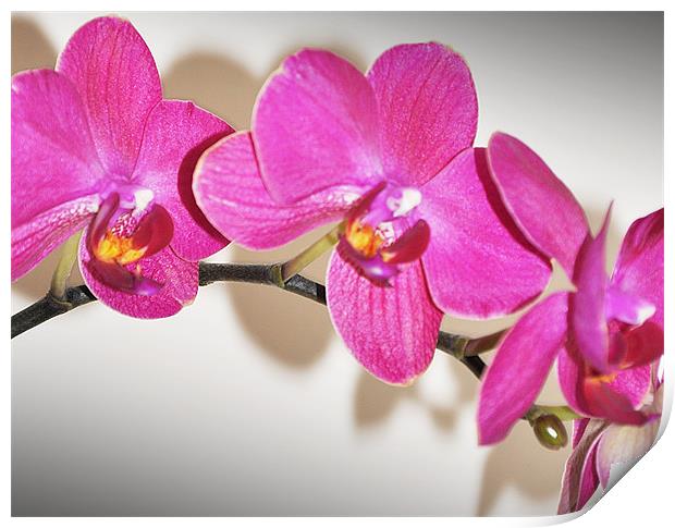 orchid cute pink Print by Nataliya Lazaryeva