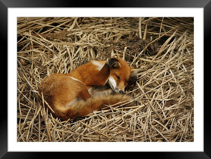 DOZY FOX Framed Mounted Print by Anthony R Dudley (LRPS)