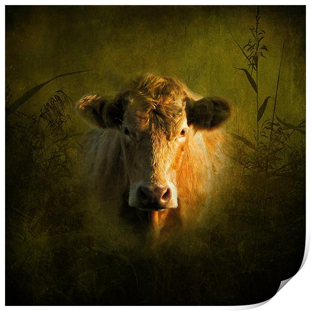 Young Bull Print by Debra Kelday