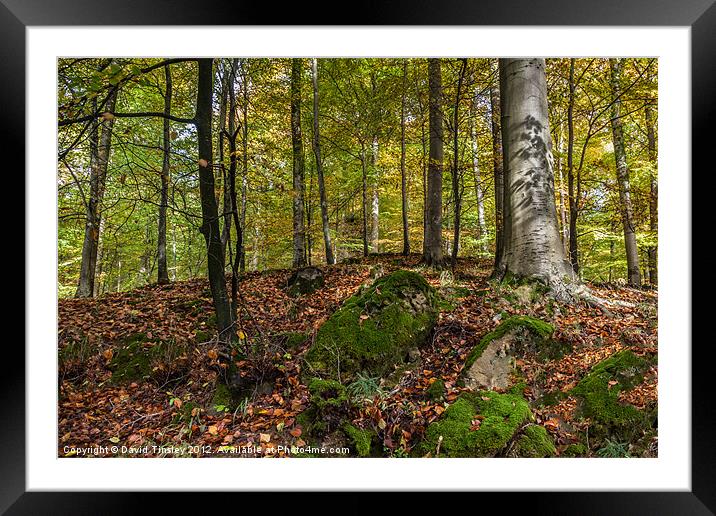 Autumn Beech Framed Mounted Print by David Tinsley