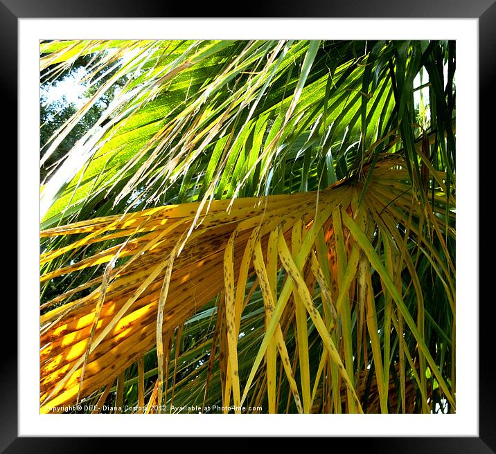 Palms yellow and green fronds Framed Mounted Print by DEE- Diana Cosford