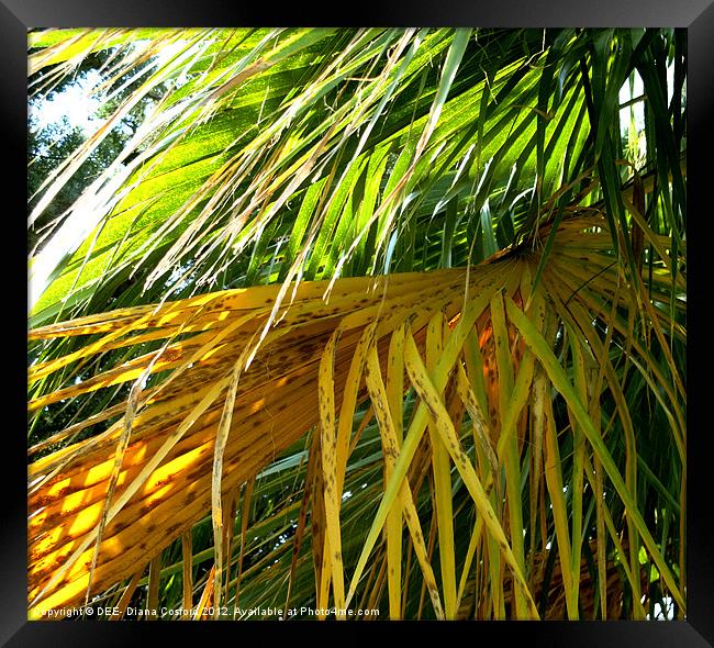 Palms yellow and green fronds Framed Print by DEE- Diana Cosford