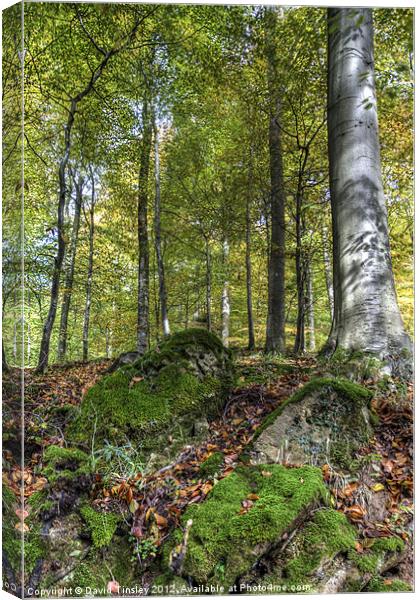 Forest Stone Canvas Print by David Tinsley