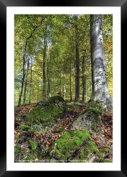 Forest Stone Framed Mounted Print by David Tinsley