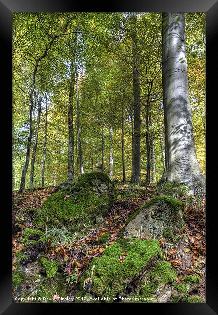 Forest Stone Framed Print by David Tinsley