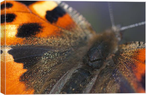 Tortoise Shell Macro Canvas Print by Oliver Porter