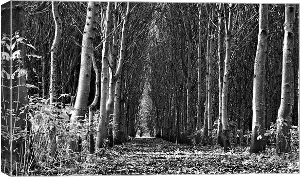 Tree Cathedral 2 Canvas Print by michelle whitebrook