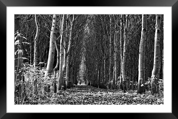 Tree Cathedral 2 Framed Mounted Print by michelle whitebrook