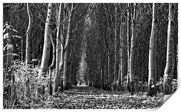 Tree Cathedral 2 Print by michelle whitebrook