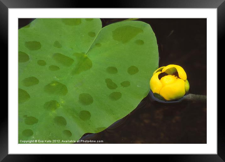 Yellow Water Lily Framed Mounted Print by Eva Kato