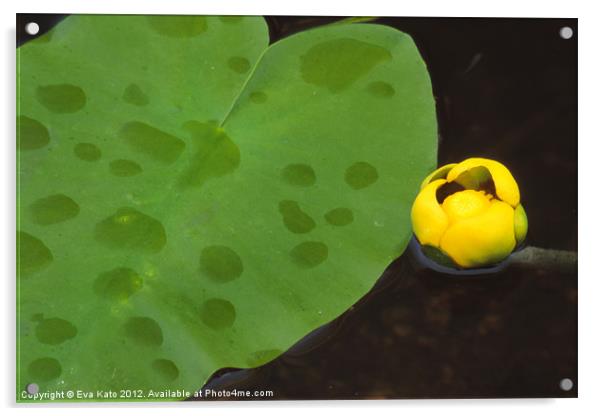 Yellow Water Lily Acrylic by Eva Kato