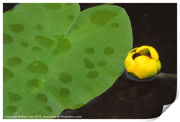 Yellow Water Lily Print by Eva Kato