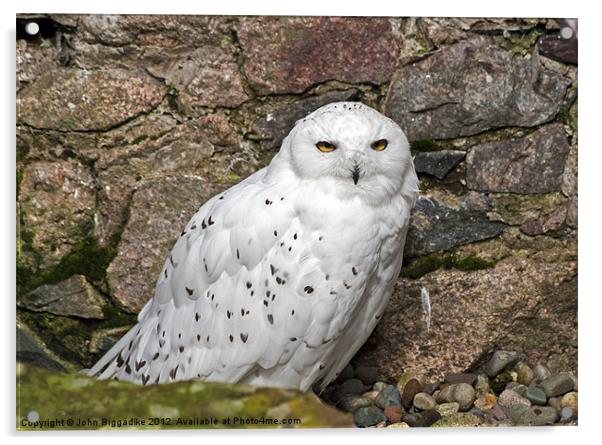 Snowy Owl 2 Acrylic by John Biggadike