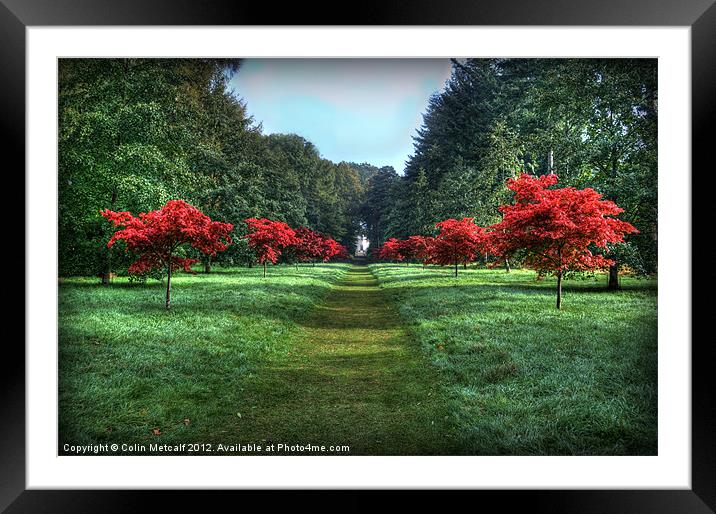 The Avenue Framed Mounted Print by Colin Metcalf