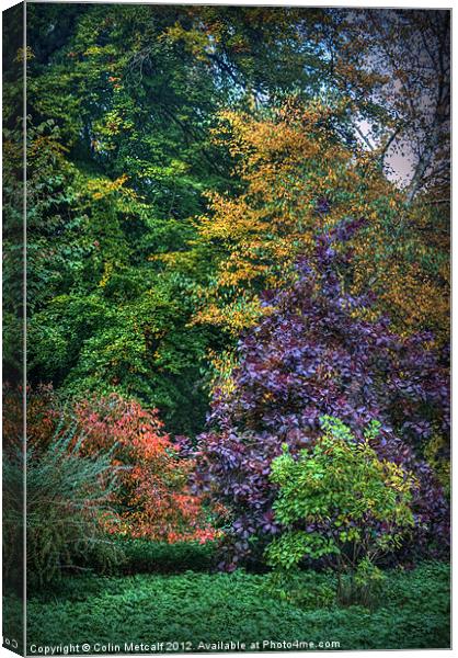 Autumn's Palette Canvas Print by Colin Metcalf