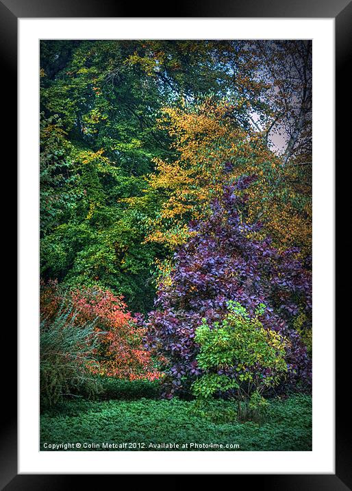 Autumn's Palette Framed Mounted Print by Colin Metcalf