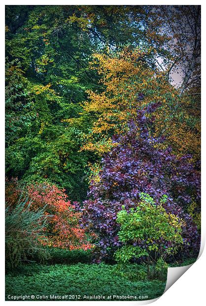 Autumn's Palette Print by Colin Metcalf