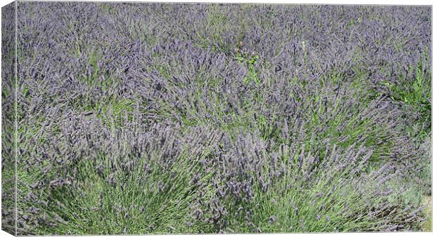 Lavender Sea Canvas Print by N C Photography
