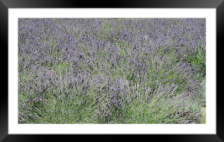 Lavender Sea Framed Mounted Print by N C Photography