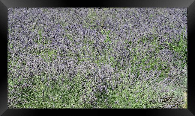 Lavender Sea Framed Print by N C Photography