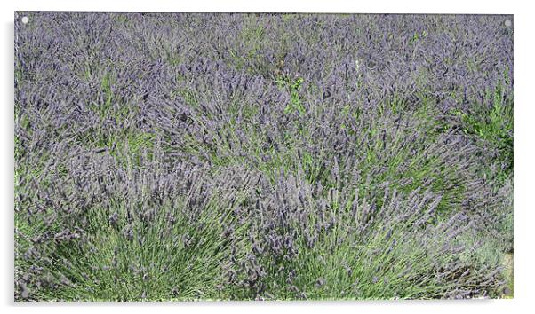 Lavender Sea Acrylic by N C Photography