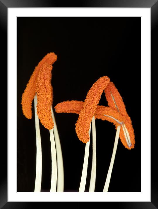 Orange Lily Stamen Framed Mounted Print by Mike Gorton