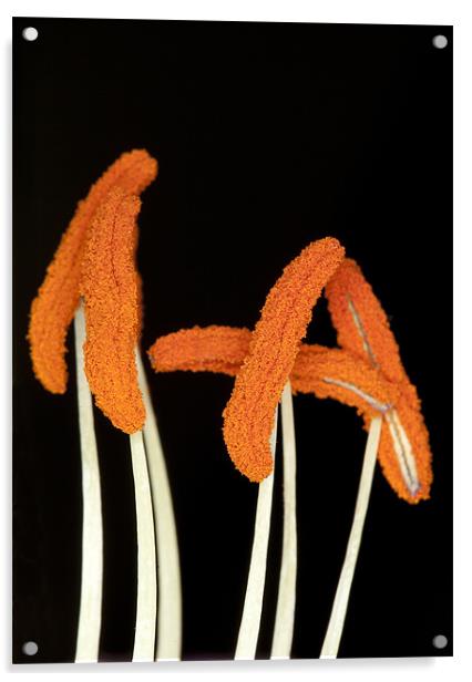 Orange Lily Stamen Acrylic by Mike Gorton