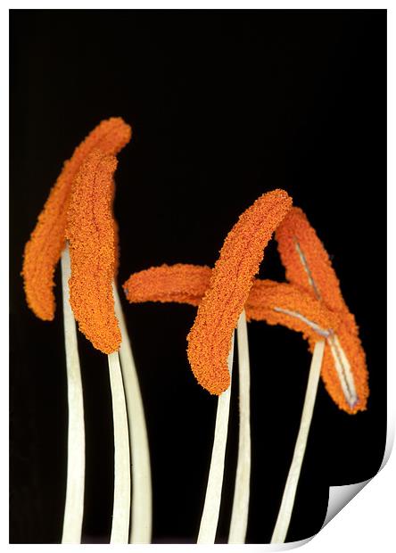 Orange Lily Stamen Print by Mike Gorton