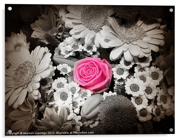 Pink rose with monochrome flowers Acrylic by stephen clarridge