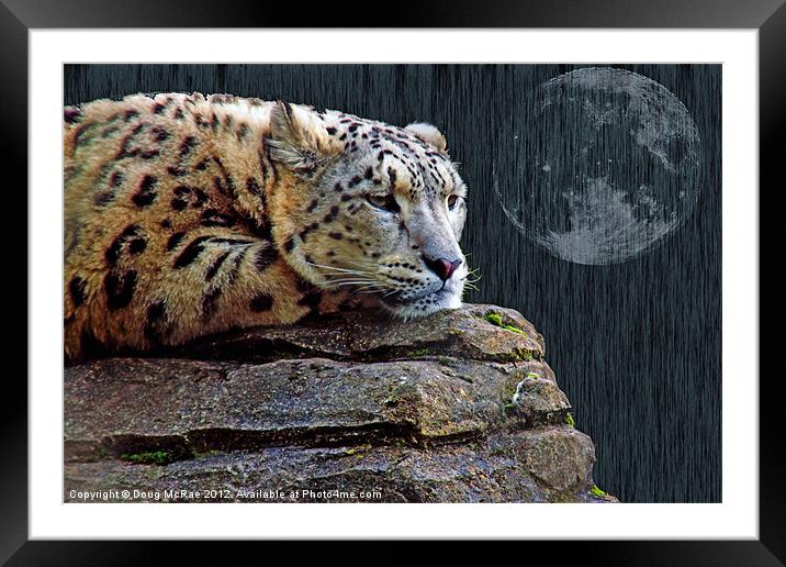 snow leopard Framed Mounted Print by Doug McRae