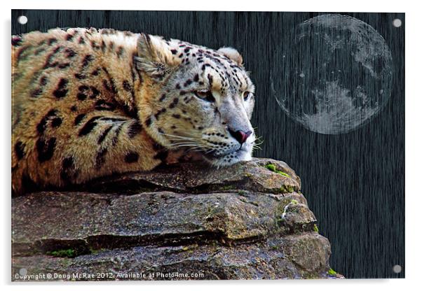 snow leopard Acrylic by Doug McRae