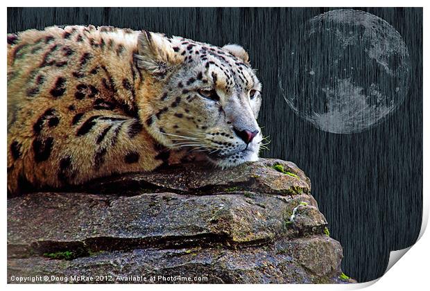 snow leopard Print by Doug McRae