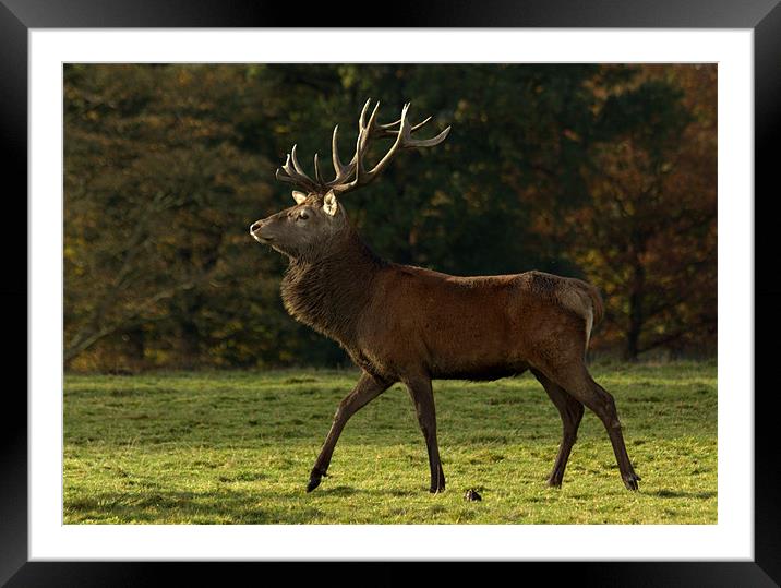 Strutting His Stuff Framed Mounted Print by Jed Pearson