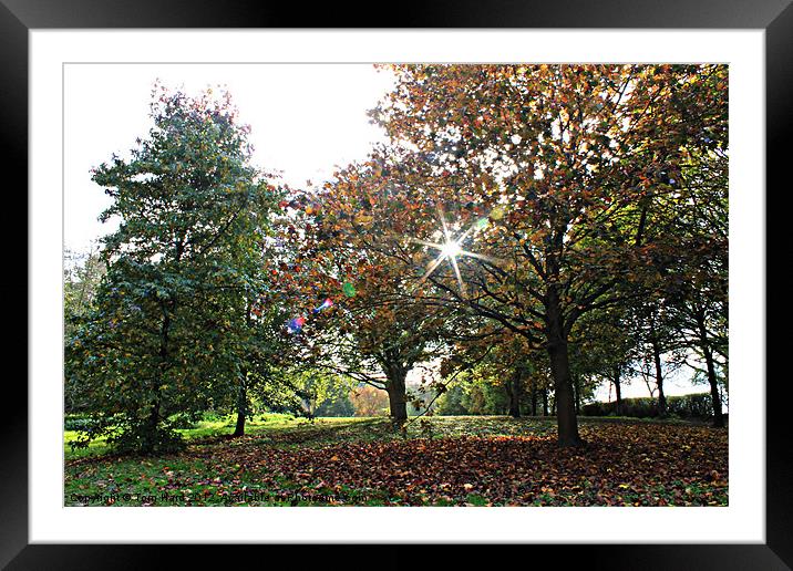 Autumn Framed Mounted Print by Tom Hard