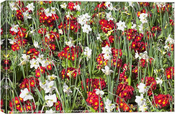 daffodils and pansies Canvas Print by stefano baldini