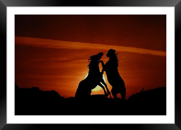 Dueling Mustangs Framed Mounted Print by Gary Beeler