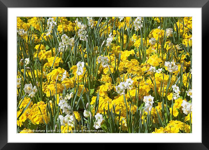 Colorful flower bed Framed Mounted Print by stefano baldini